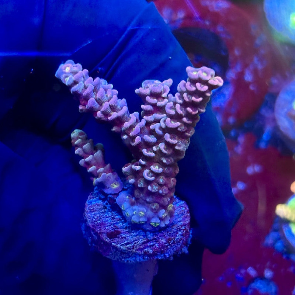 KALORİFER HORTUMU T4 99>